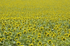 badia-sunflowers